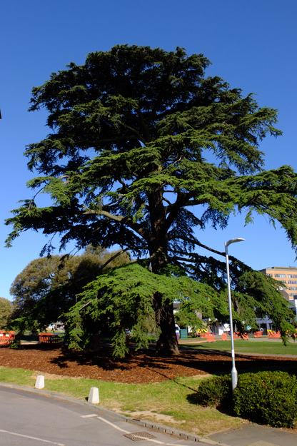 Palmer Quad tree photo