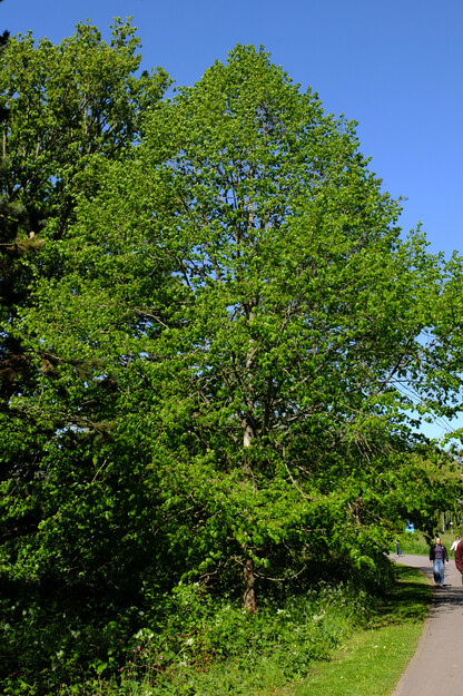 April tree photo