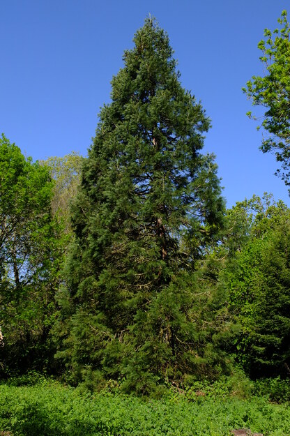 April tree photo