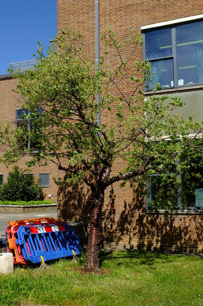 April tree photo
