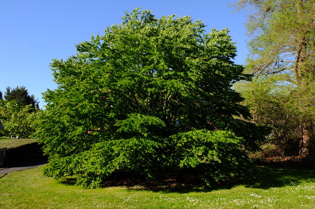 April tree photo