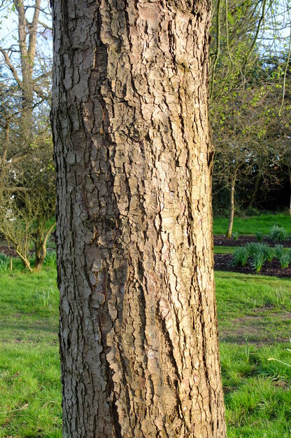 March close-up photo