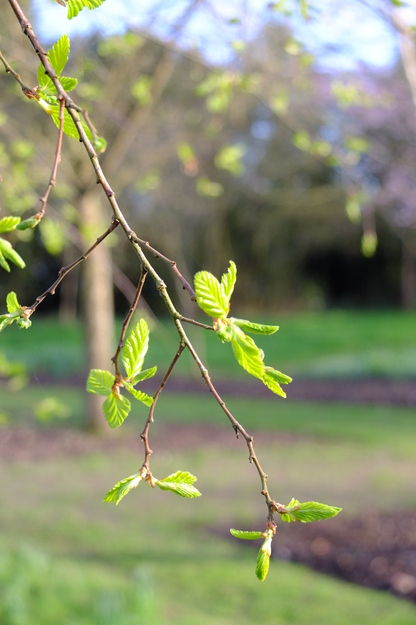 March close-up photo