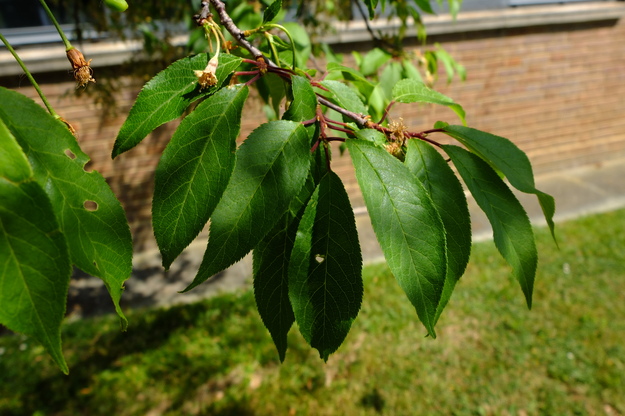 May close-up photo