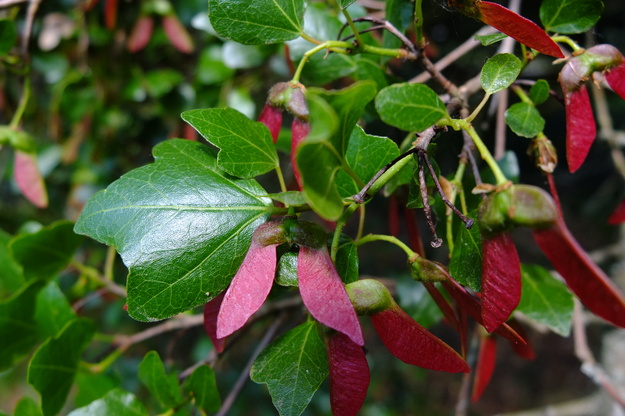 May close-up photo