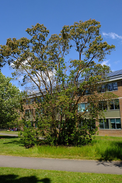 May tree photo