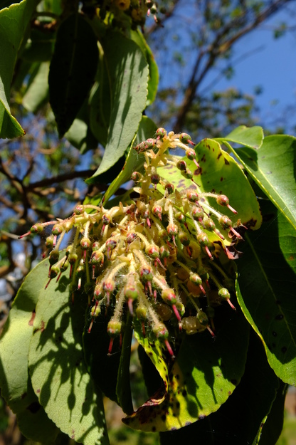 May close-up photo