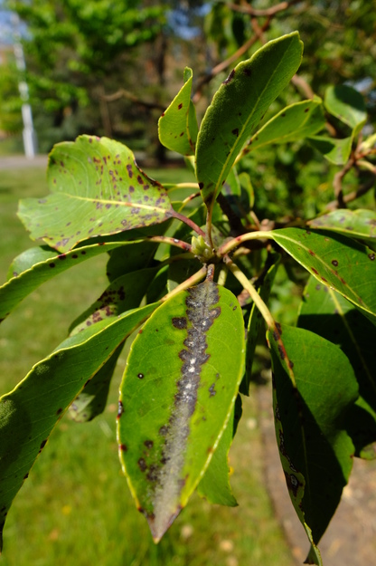 May close-up photo