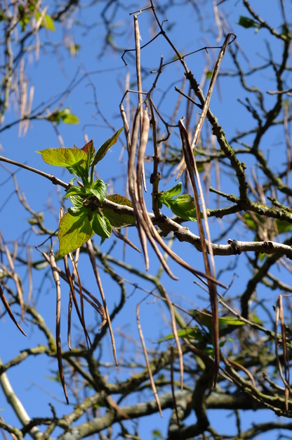 May close-up photo