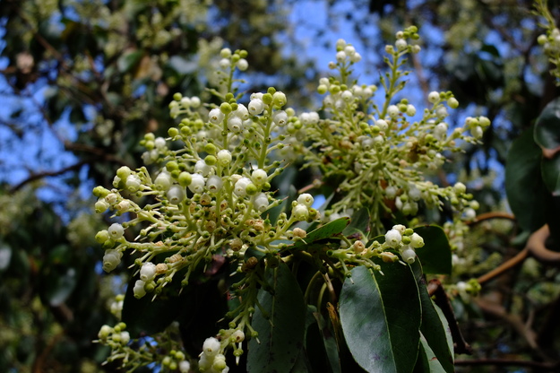 May close-up photo