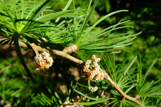 May close-up photo