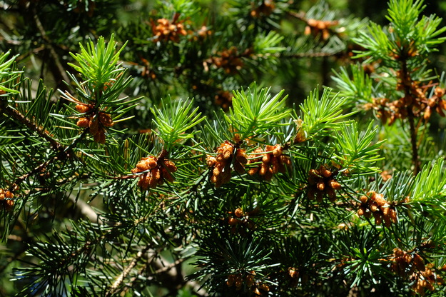 May close-up photo