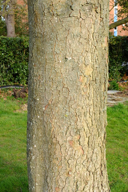 March close-up photo