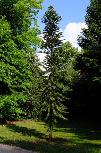 Photo of Wollemia nobilis