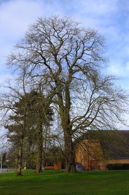 March tree photo