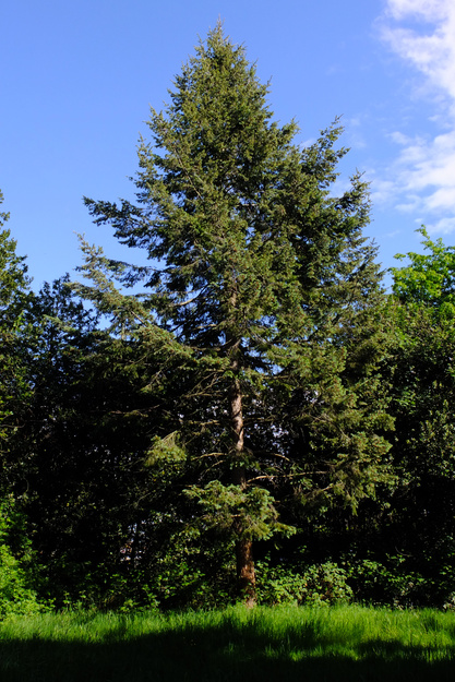 May tree photo