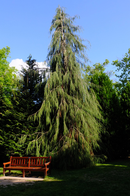 Photo of Chamaecyparis lawsoniana