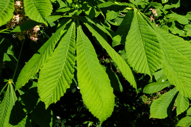 May close-up photo