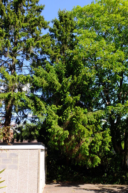 May tree photo
