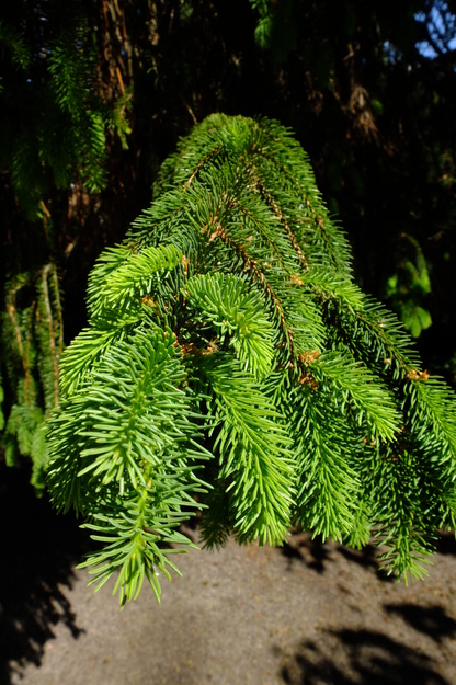 May close-up photo