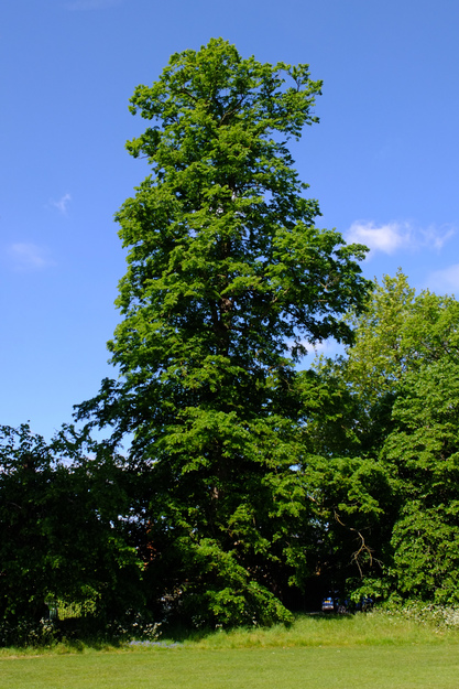 May tree photo