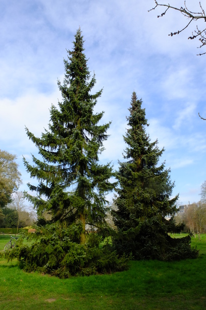 Photo of Picea omorika