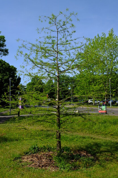 May tree photo