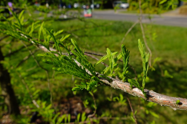 May close-up photo