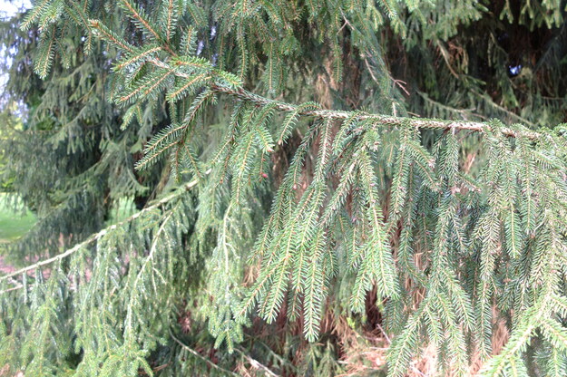 March close-up photo