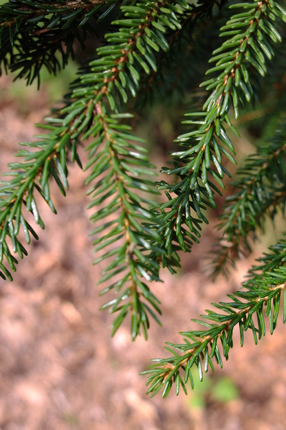 March close-up photo