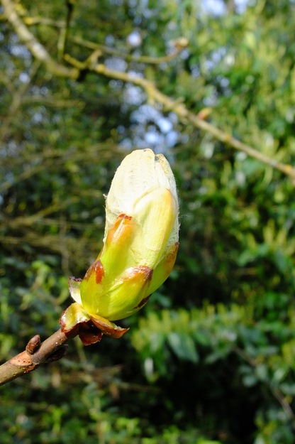 March close-up photo