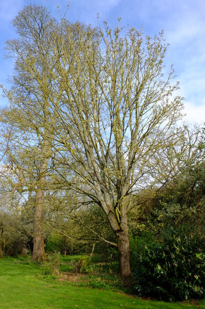 March tree photo