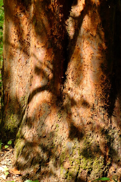 May close-up photo