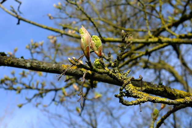 March close-up photo