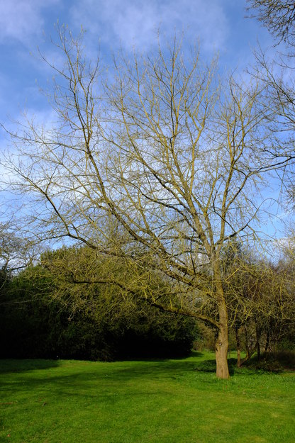 March tree photo