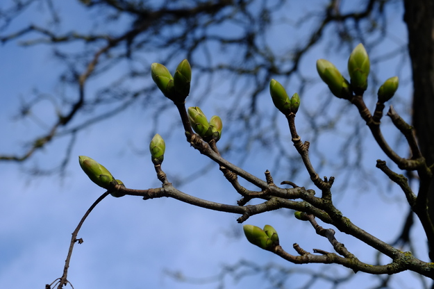 March close-up photo