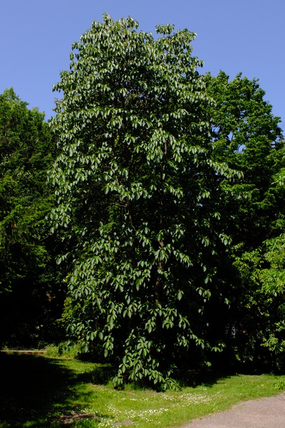 May tree photo