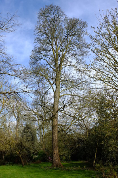 March tree photo