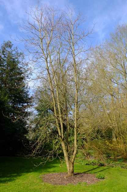 March tree photo