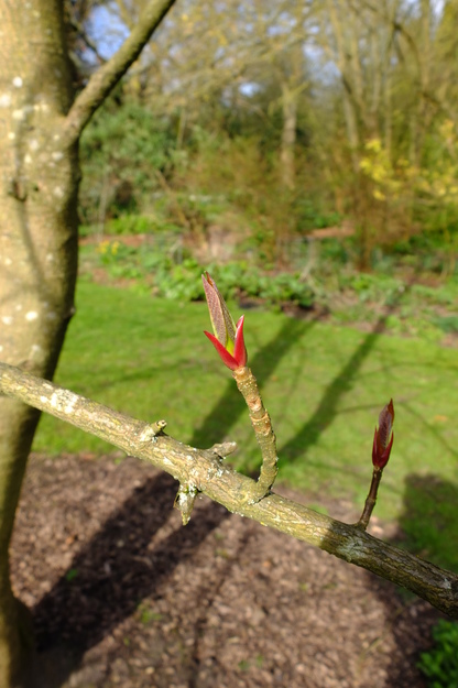 March close-up photo