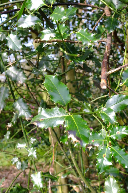 March close-up photo