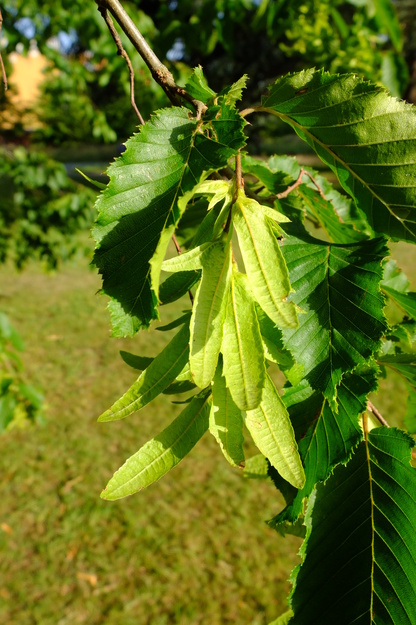 June close-up photo