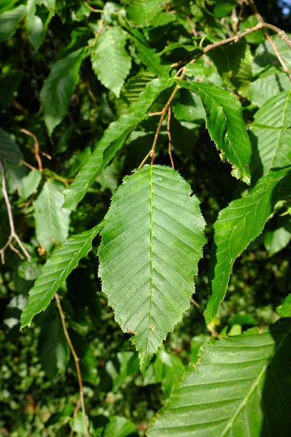 June close-up photo
