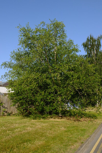 June tree photo