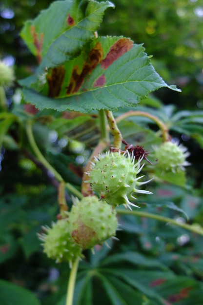 June close-up photo
