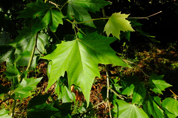 June close-up photo