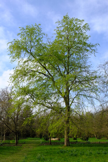March tree photo