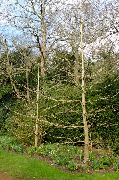 March tree photo