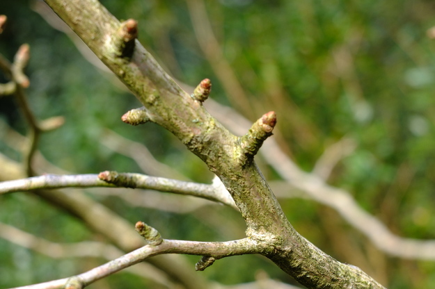 March close-up photo