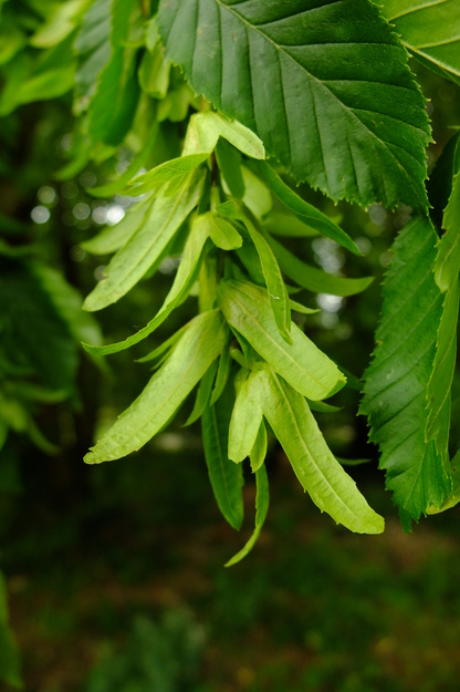 June close-up photo